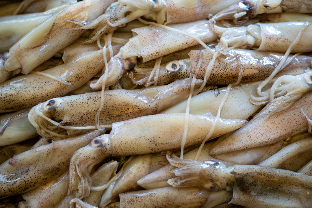 Gustare calamari freschi ristoranti Pordenone